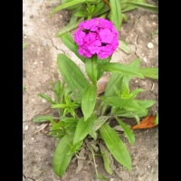 Dianthus barbatus 'Noverna Purple' (1)